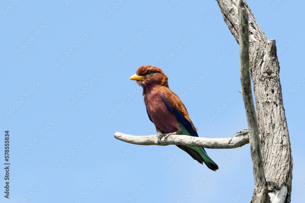 Broad-billed roller perched in dead tree Broad-billed roller perched in dead tree