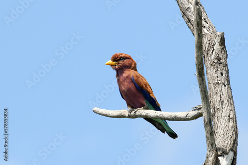 Broad-billed roller perched in dead tree photo