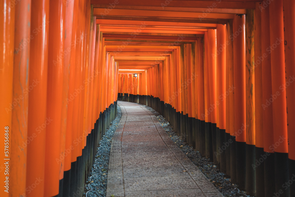 Fototapeta premium Beautiful Path of Red Tori Gates in Japan for a Tranquil Zen Feel