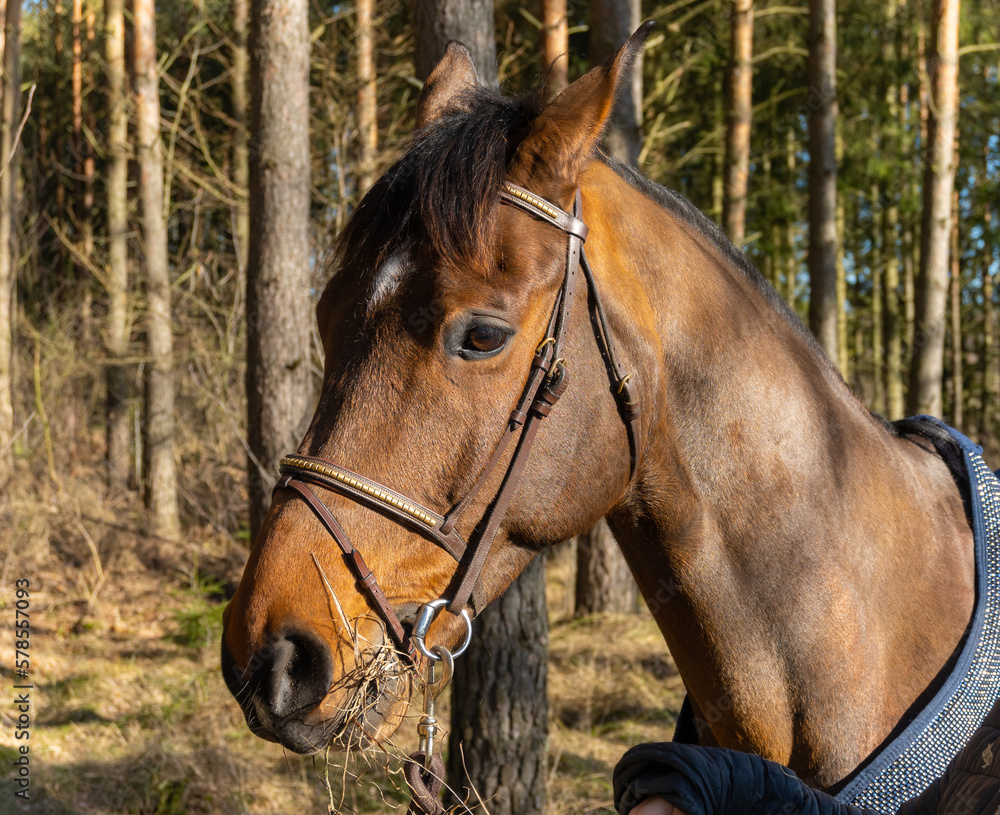 Fototapeta premium portrait of a horse