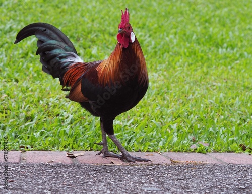 Red Junglefowl at Singapore Botanic Gardens