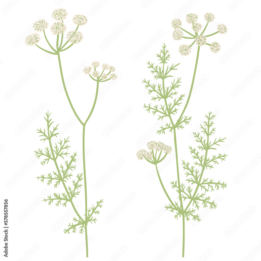 caraway, field flowers, meridian fennel , vector drawing wild plants at white background, floral elements, hand drawn botanical illustration