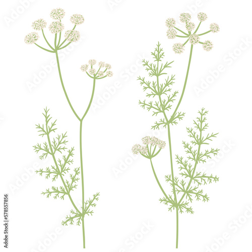 Schilderij op canvas caraway, field flowers, meridian fennel , vector drawing wild plants at white ba