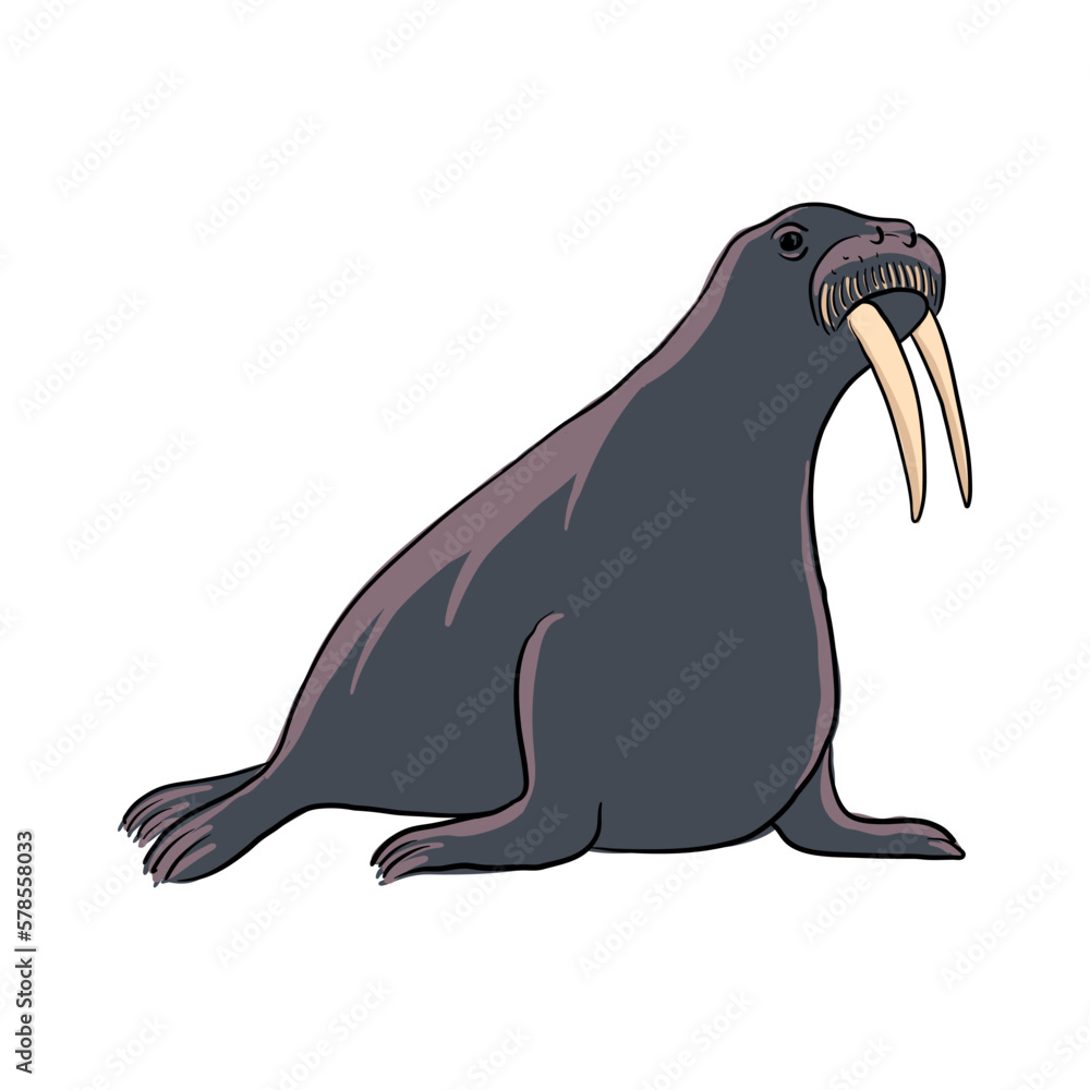 vector drawing sketch of animal, hand drawn walrus, isolated nature design element vector drawing sketch of animal, hand drawn walrus, isolated nature design element