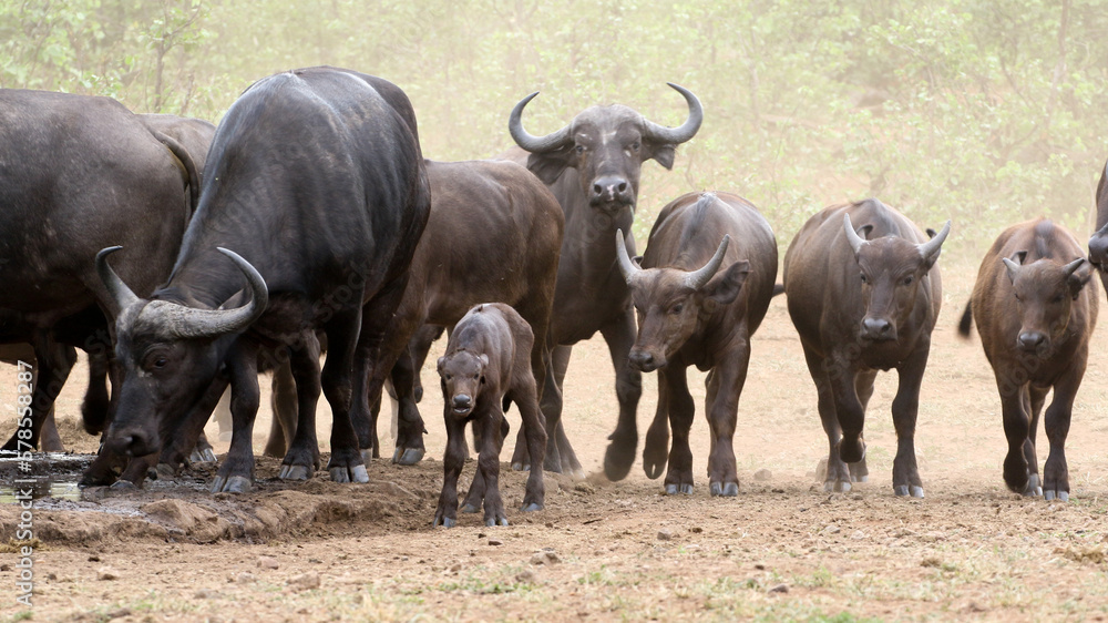 Cape Buffalo in Kruger National Park Cape Buffalo in Kruger National Park