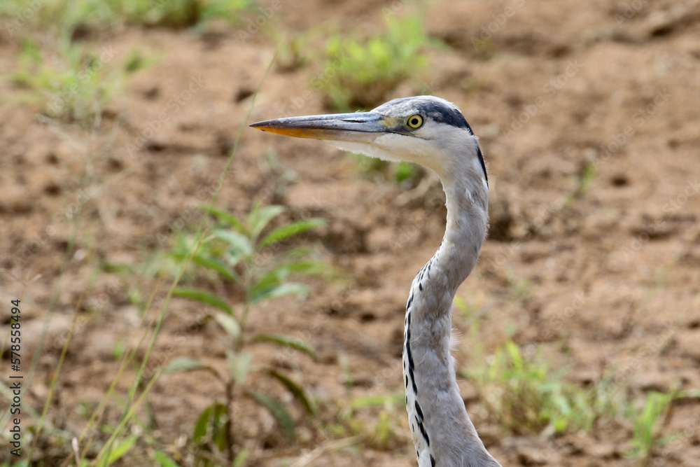 Ardea cinerea, Grey heron in Kruger National Park, Shingwedzi area Ardea cinerea, Grey heron in Kruger National Park, Shingwedzi area