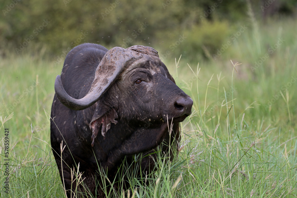 Cape Buffalo in agressive mood Cape Buffalo in agressive mood