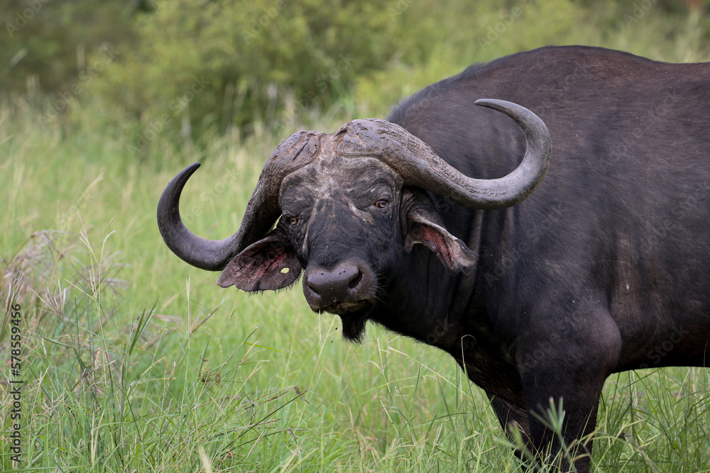 Cape Buffalo in Kruger National Park