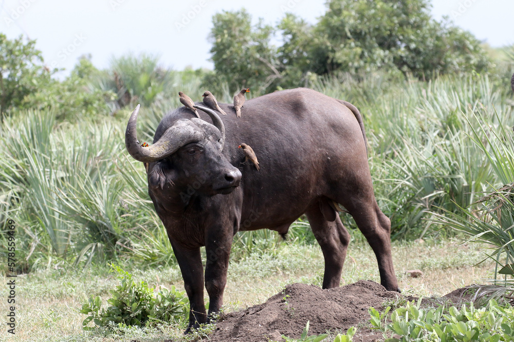 Cape Buffalo in Kruger National Park Cape Buffalo in Kruger National Park