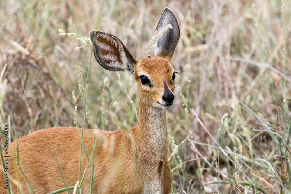 Raphicerus campestris, the steenbok, a dainty and shy antelope Raphicerus campestris, the steenbok, a dainty and shy antelope