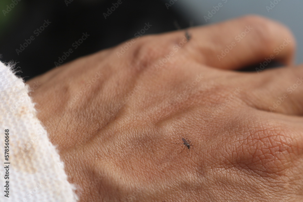 Fototapeta premium Mosquitoes are insect class animals belonging to the order Diptera (flies), and belonging to the Culicidae family; genera within this group include Anopheles, Culex, Psorophora, Ochlerotatus, Aedes, S