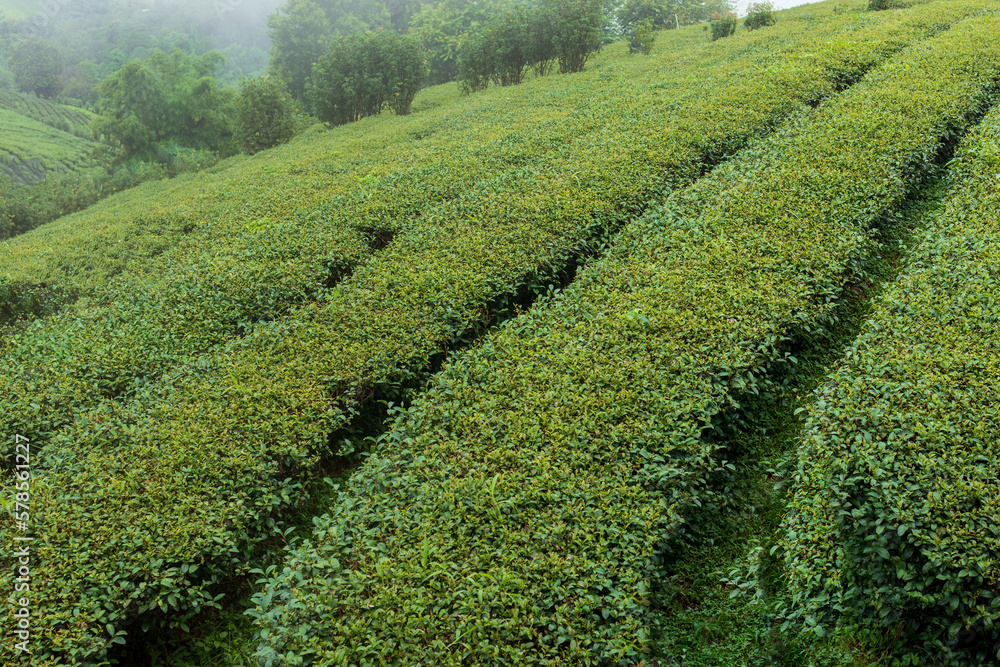 Top of Green tea leaf in the morning, tea plantation