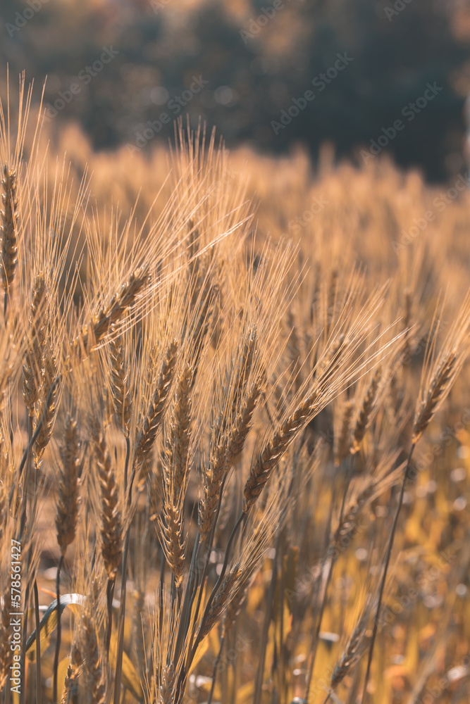 Closeup on golden wheat field or barley farming. Closeup on golden wheat field or barley farming.