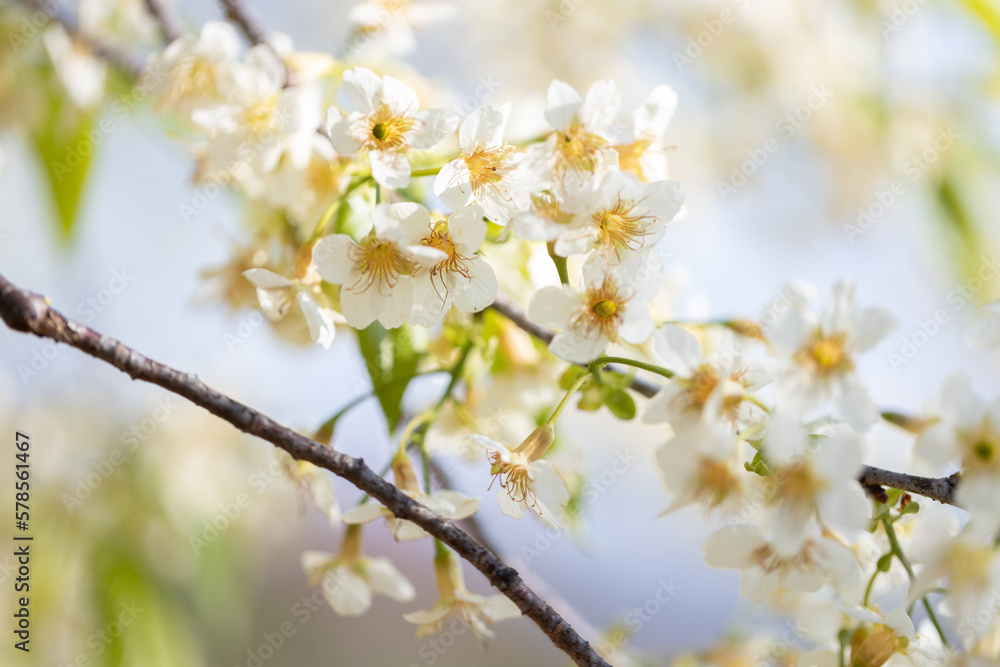 Blooming tree branch with white flowers close up in a sunny day. Blooming tree branch with white flowers close up in a sunny day.