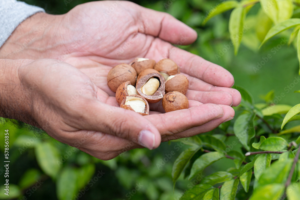 Macadamia nuts ready for harvesting Macadamia nuts ready for harvesting