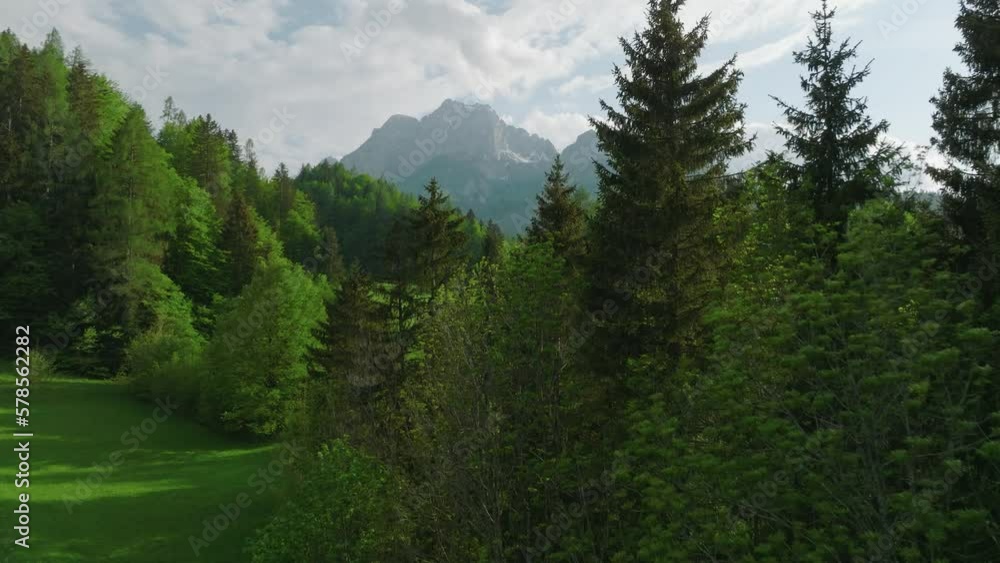 Flight Through Greenery Landscape Of Meadows And Pine Trees Near Kranjska Gora In Slovenia. Aerial Drone Shot Flight Through Greenery Landscape Of Meadows And Pine Trees Near Kranjska Gora In Slovenia. Aerial Drone Shot