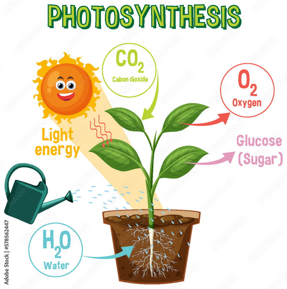 Diagram of Photosynthesis for biology and life science education Stock