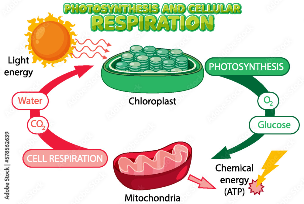 Photosynthesis and Cellular Respiration Diagram Stock Vector | Adobe Stock