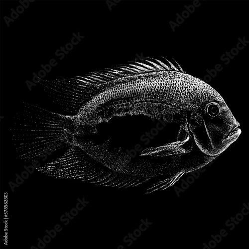 Uaru Cichlid hand drawing vector isolated on black background.