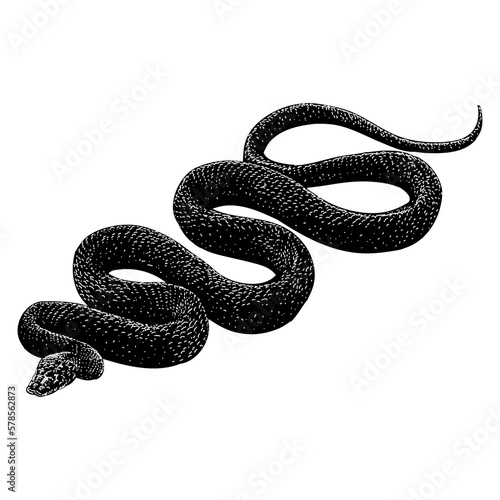 Western Rat Snake hand drawing vector isolated on background.