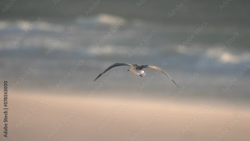 Seagull fighting to fly forward into strong wind, glides in place on coastline Seagull fighting to fly forward into strong wind, glides in place on coastline