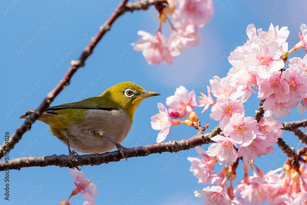 河津桜とメジロ