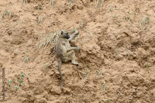 Young chacma baboon resting on a dirt cliff face