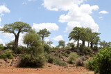 Kruger National Park, South Africa: Adansonia digitata, the baobab tree