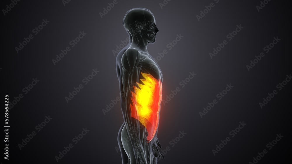 3d rendered of the transverses abdominal
3d rendered of the transverses abdominal
