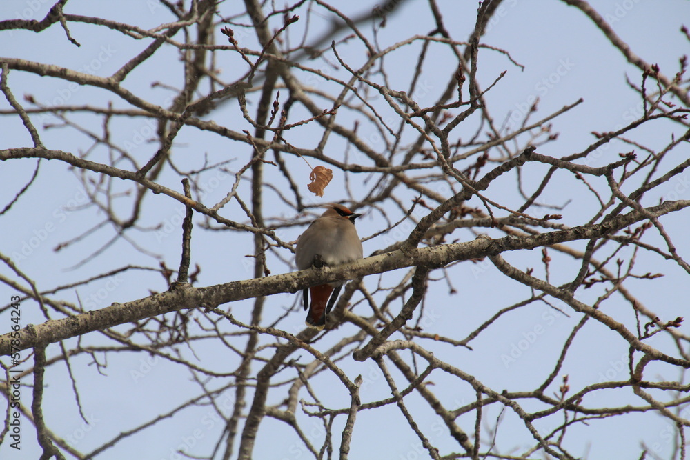 bird on a branch, William Hawrelak Park, Edmonton, Alberta bird on a branch, William Hawrelak Park, Edmonton, Alberta
