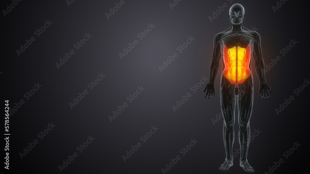 3d rendered of the transverses abdominal
3d rendered of the transverses abdominal