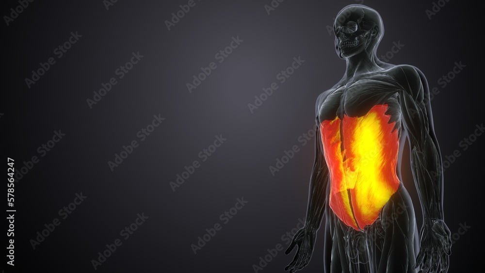 3d rendered of the transverses abdominal

