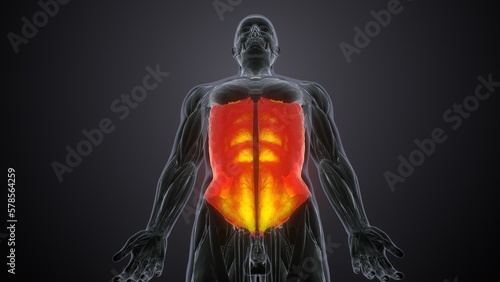 3d rendered of the transverses abdominal

 photo