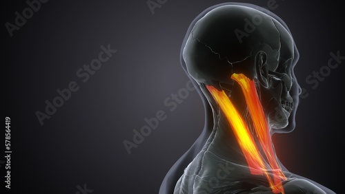 3d rendered of a human  Splenius Capitis muscle.
