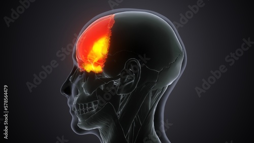 human skeleton skull frontal bone anatomy