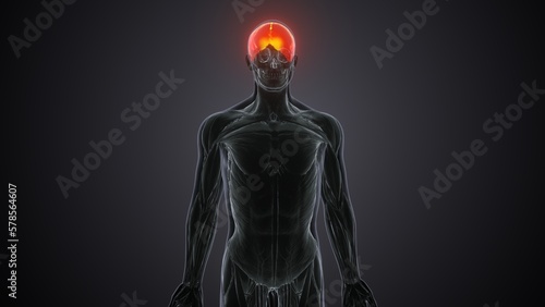 3d illustartion of human skeleton skull occipital bone anatomy.