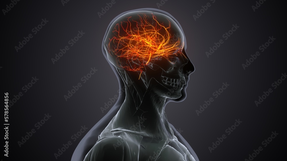 3d render human brain nervous anatomy system 3d render human brain nervous anatomy system