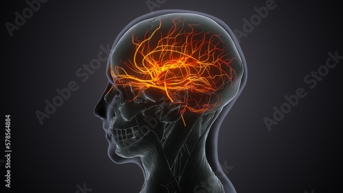 3d render human brain nervous anatomy system