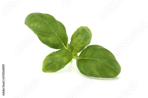 Sprig of basil on a white background