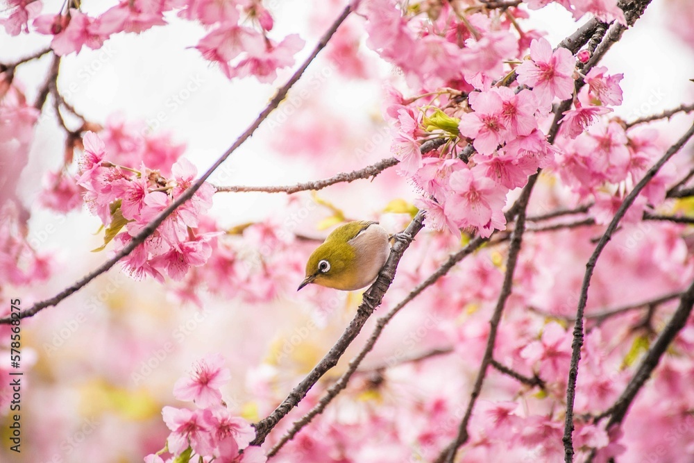 サクラ サクラ