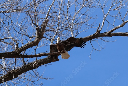 bald eagle in tree branches