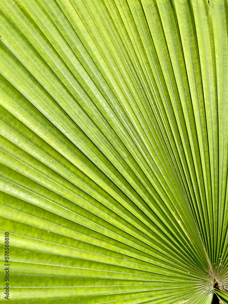 Obraz premium Palm leaf texture for spring and summer background. Tropical green leaves background and texture. Botany green banner