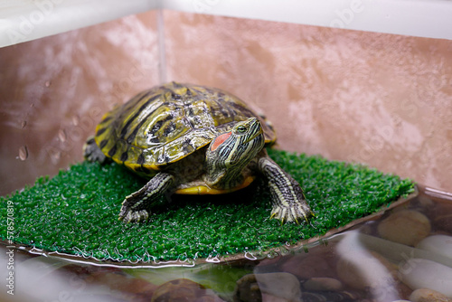 Emydidae at home, turtle at home