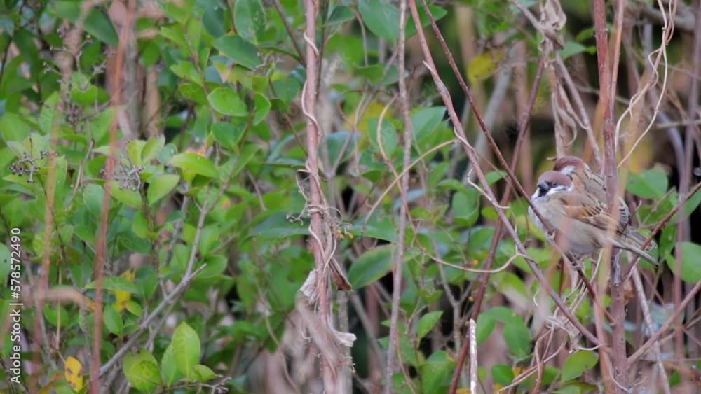 Bird on the branch Bird on the branch