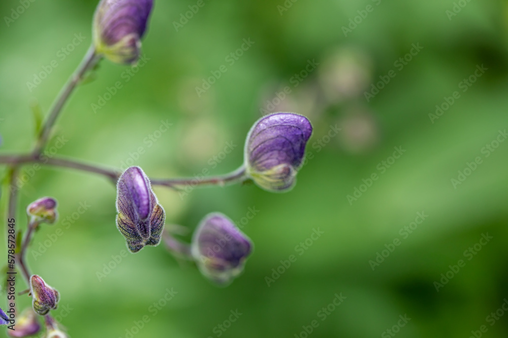 Aconitum variegatum flower growing in forest, close up Aconitum variegatum flower growing in forest, close up