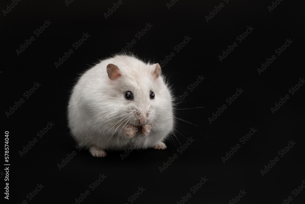 A small white Djungarian hamster sits on its hind legs on a black background. A fluffy white rodent with black eyes is washing its face. Studio shot of a cute pet. Isolated, horizontal photo
