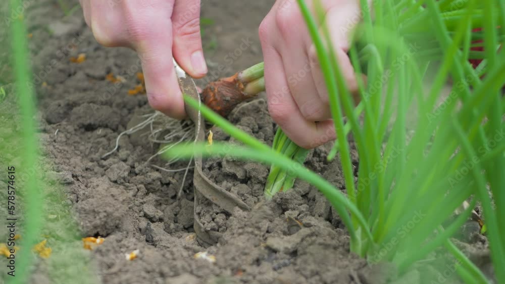Housewife's hand get ripe green onion out of soil. Fresh organic food in garden. Natural spicy food ingredient Housewife's hand get ripe green onion out of soil. Fresh organic food in garden. Natural spicy food ingredient