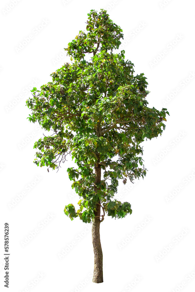 Fototapeta premium isolated big tree on White Background. Large trees database Botanical garden organization elements of Asian nature in Thailand,