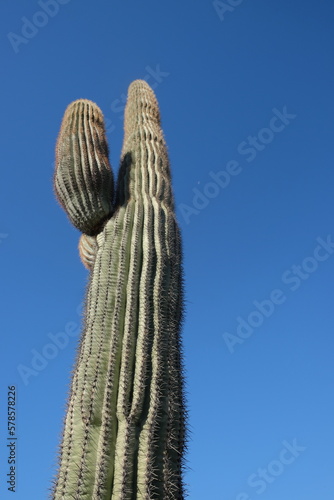 The giant saguaro cactus found in the desert of Arizona, United States