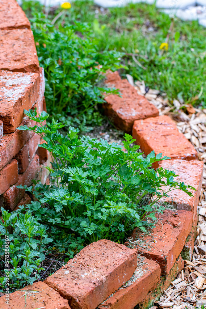 Brick circle for herbal garden Brick circle for herbal garden